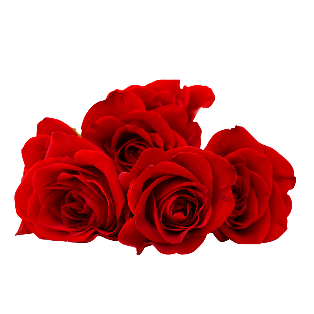 Red Roses