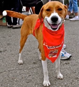 dogs cats spokane homeless friday cat humane society bloglander dog weekend help enlarge